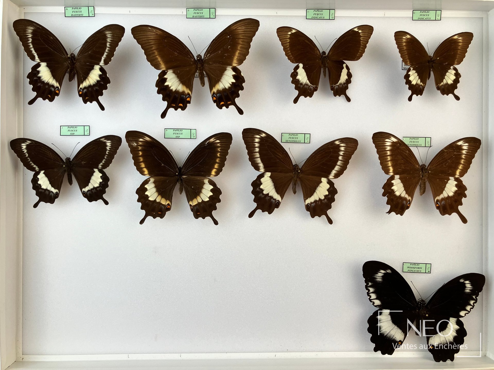 Papilionidae divers d’Océanie, deux boîtes entomologiques de papillons