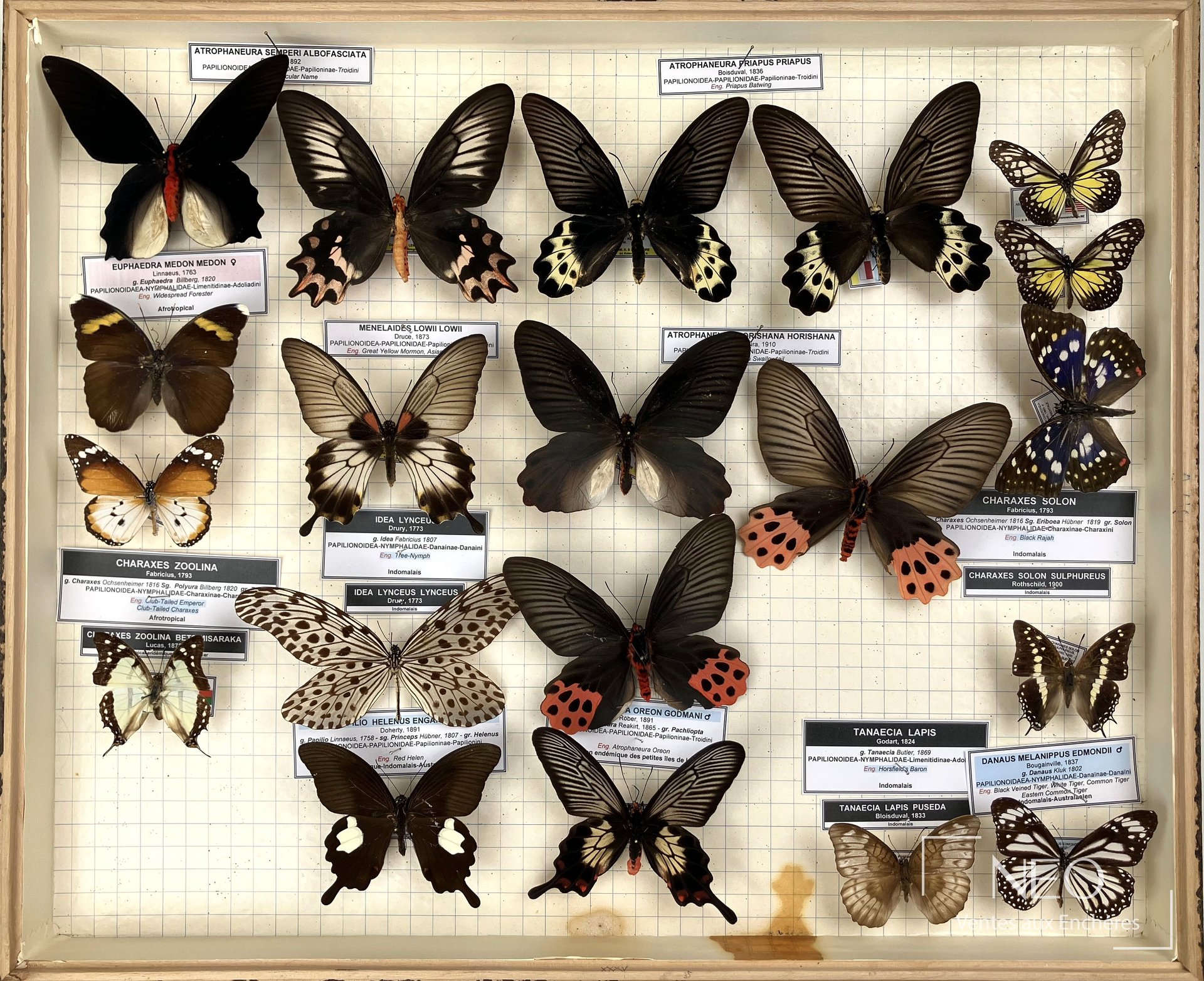 Papilionidae et divers, 2 boîtes de papillons, expert Olivier BOILLY