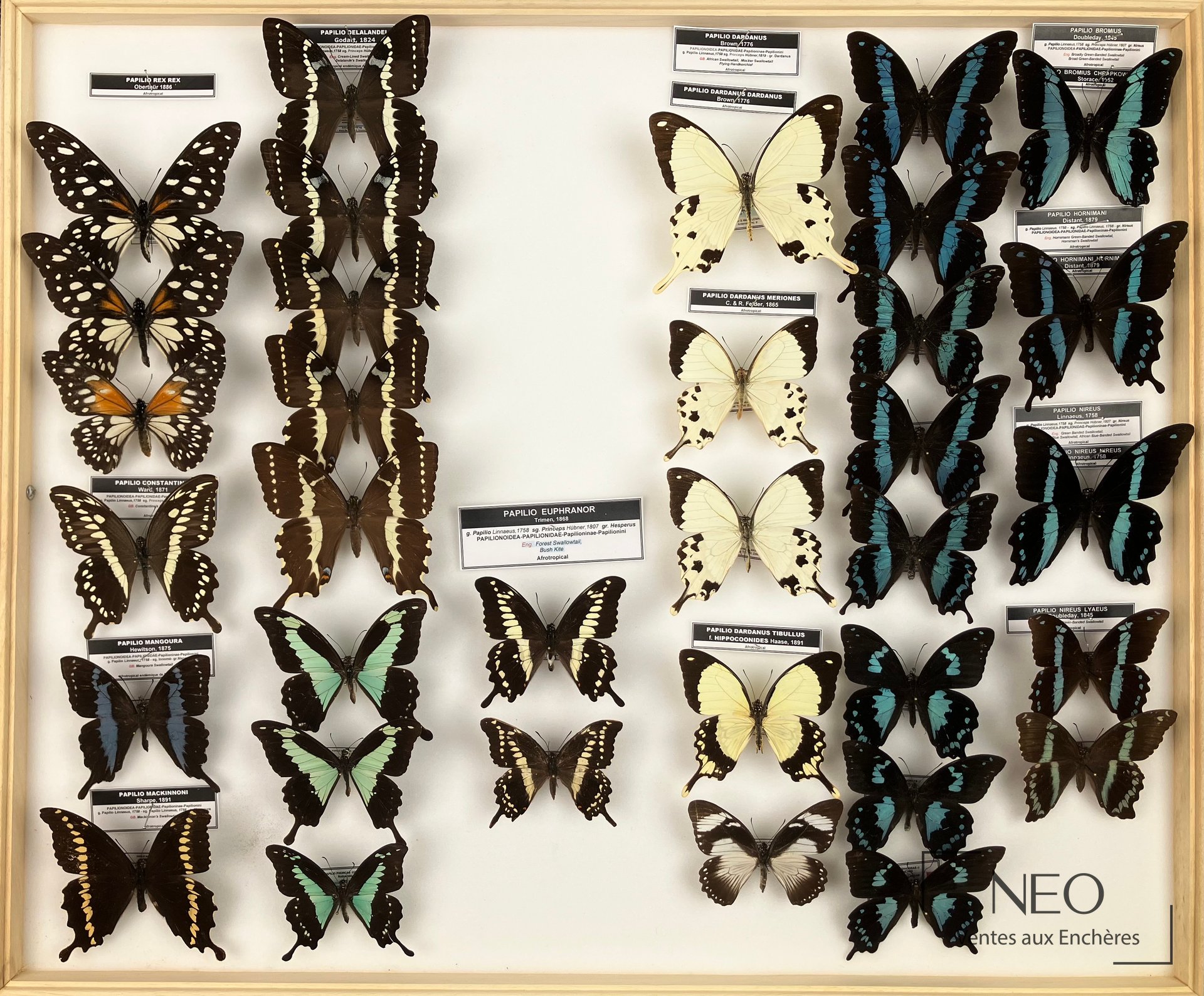 Papilionidae exotiques, trois boîtes d’insectes naturalisés
