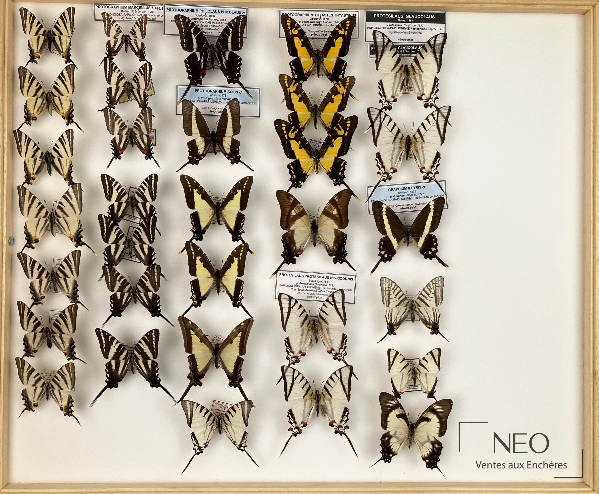 Papilionidae exotiques, dont Papilio aristodemus et garamas, 3 boîtes 50 x 60