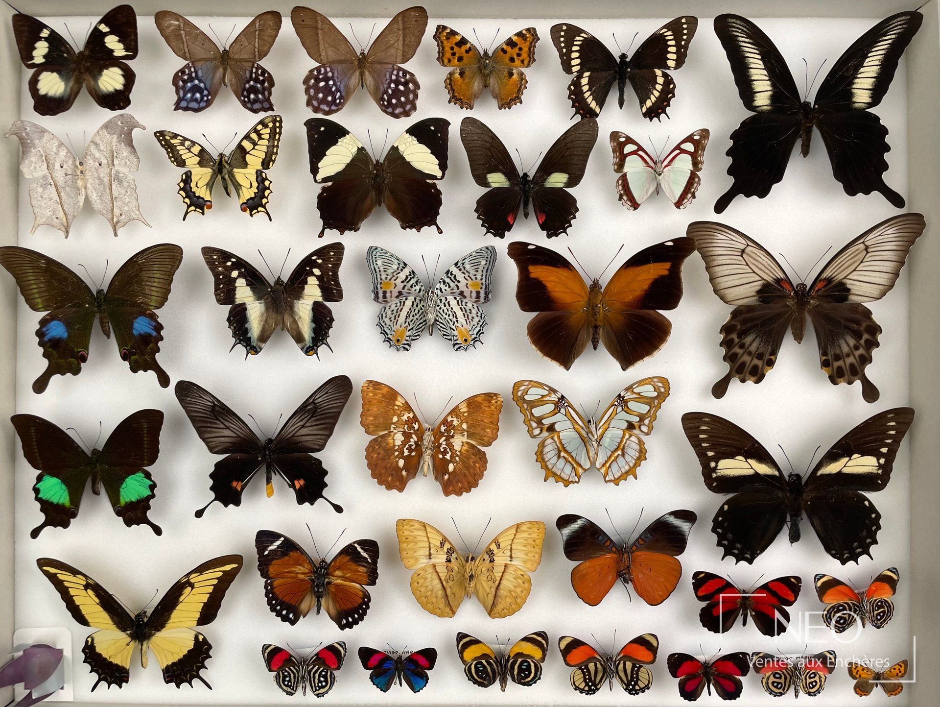 Papilionidae, Nymphalidae, Pieridae exotiques, trois boîtes de papillons