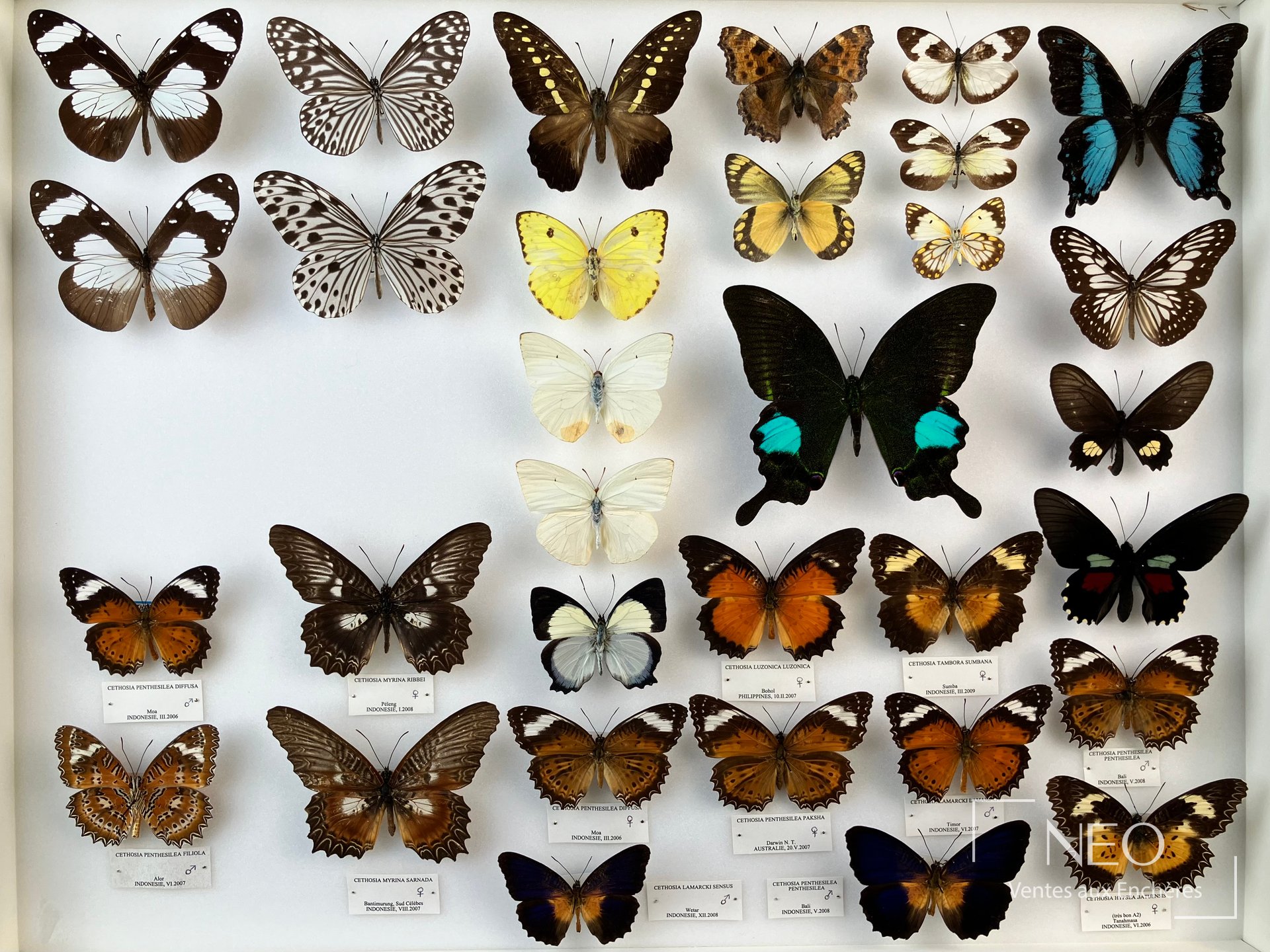 Trois boîtes de papillons exotiques et divers, expert Olivier Boilly