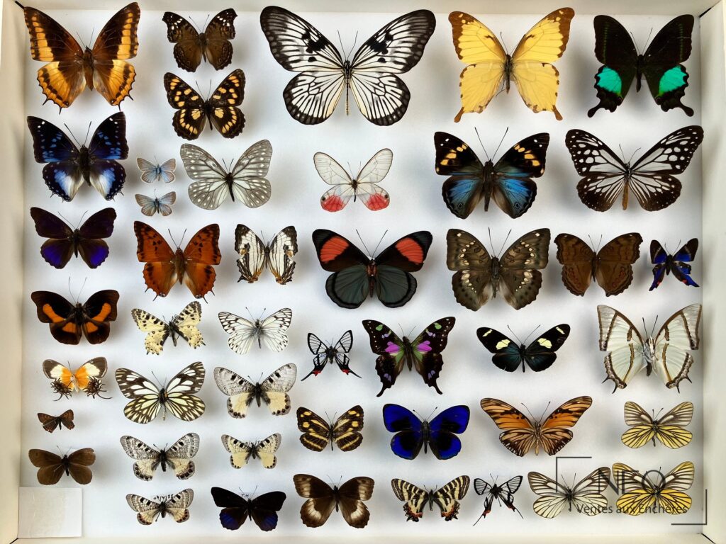 Deux boîtes de papillons exotiques présentées en vue d'ensemble