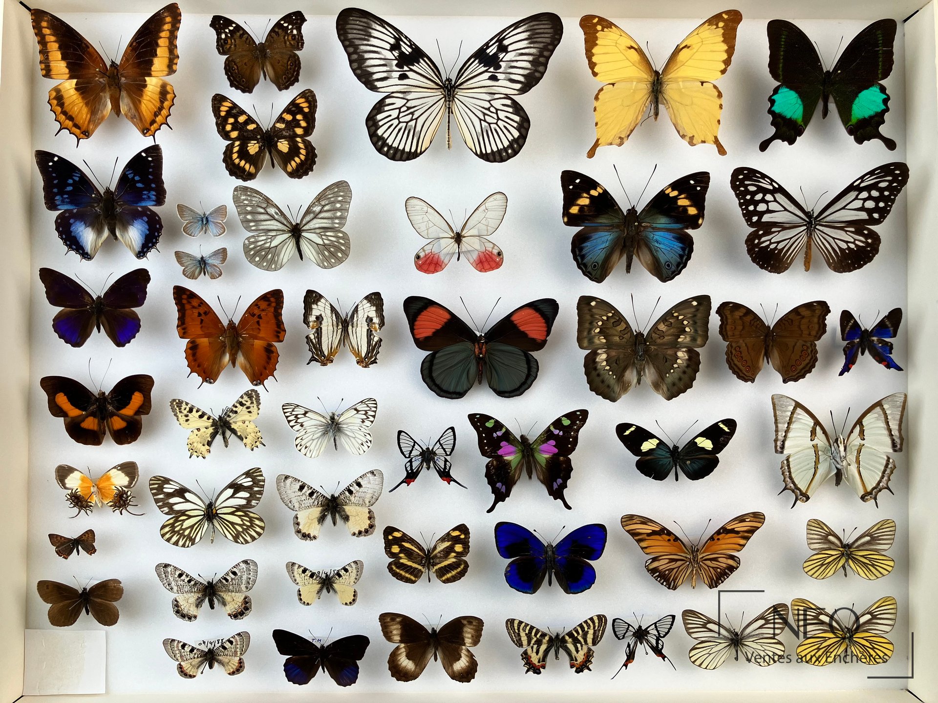 Deux boîtes de papillons exotiques présentées en vue d'ensemble