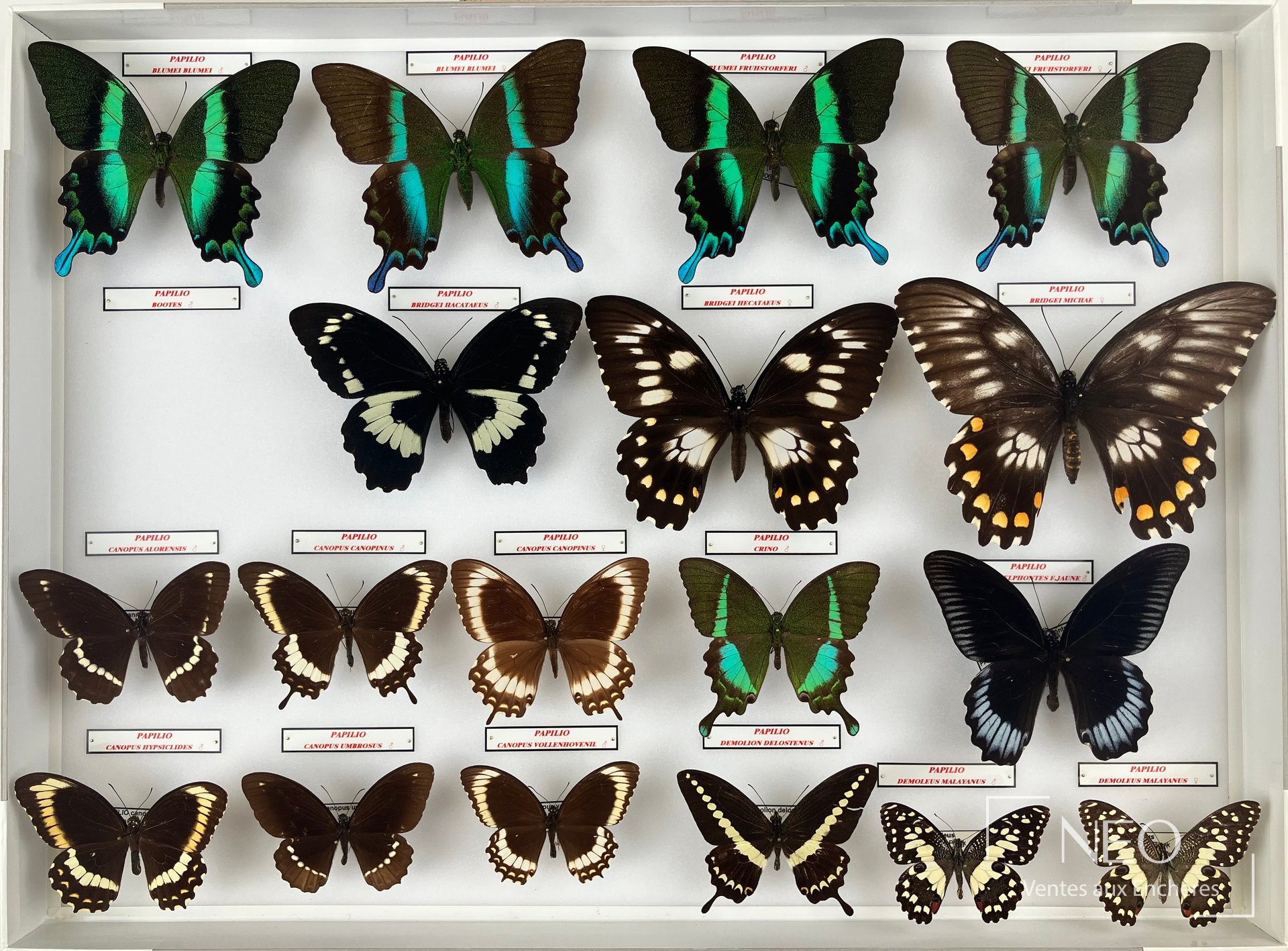 Papillons asiatiques Papilionidae, 4 boîtes entomologiques