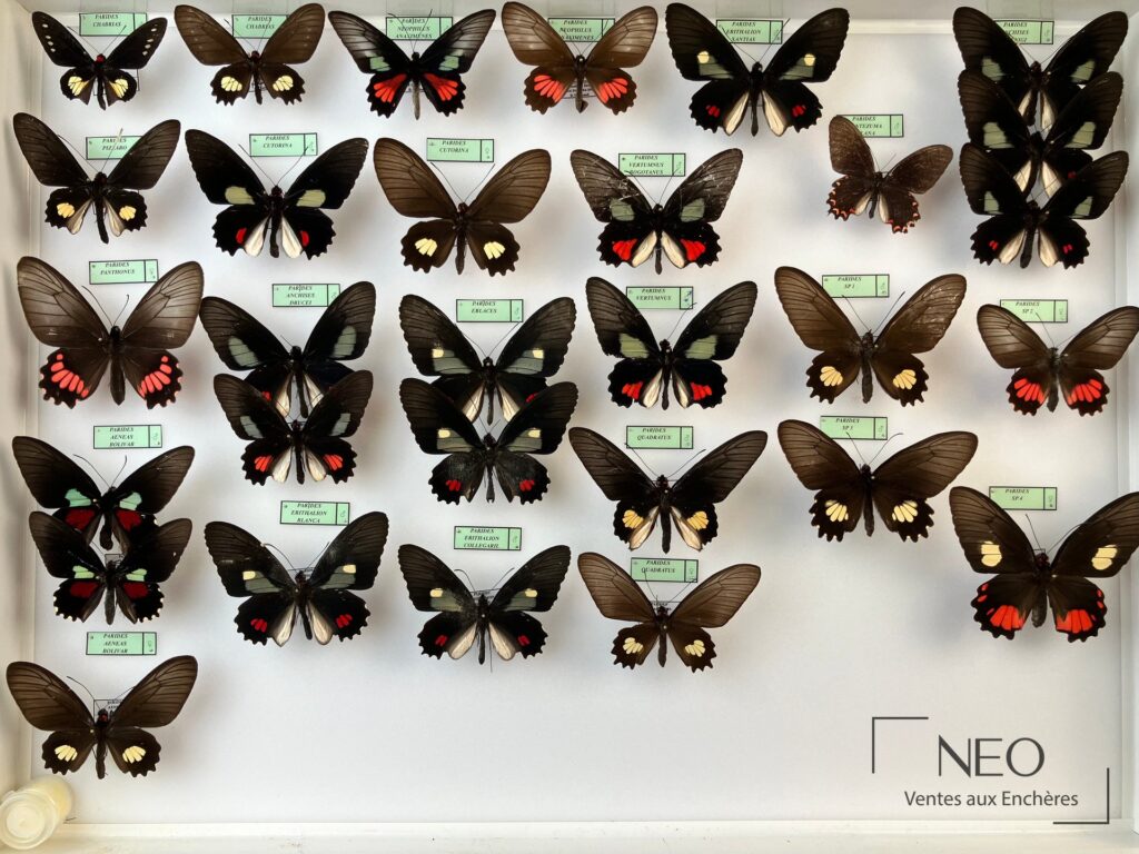 Boîte entomologique montrant plusieurs papillons Parides disposés sur fond clair