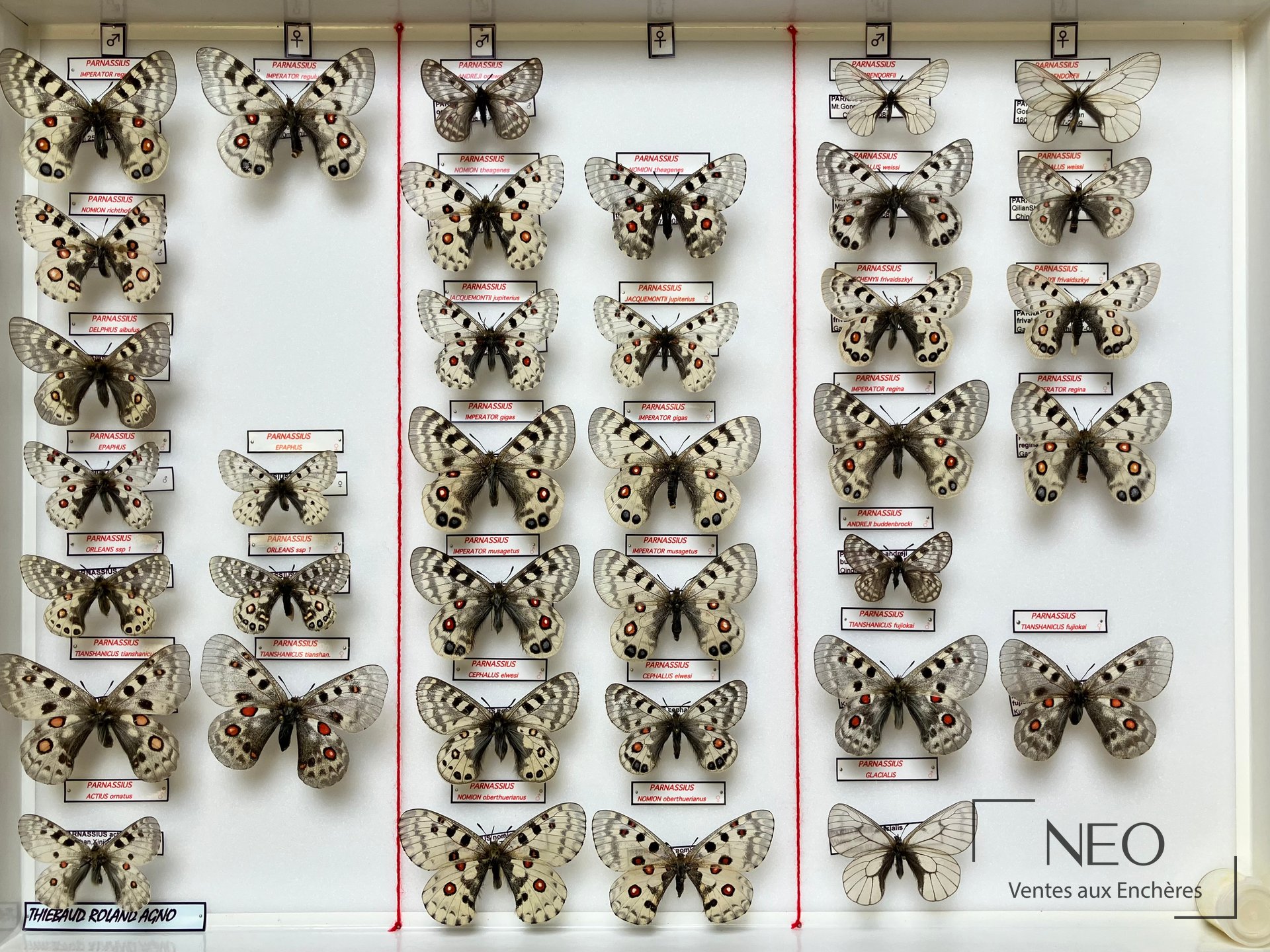 Parnassius dont imperator regulus, deux boîtes entomologiques