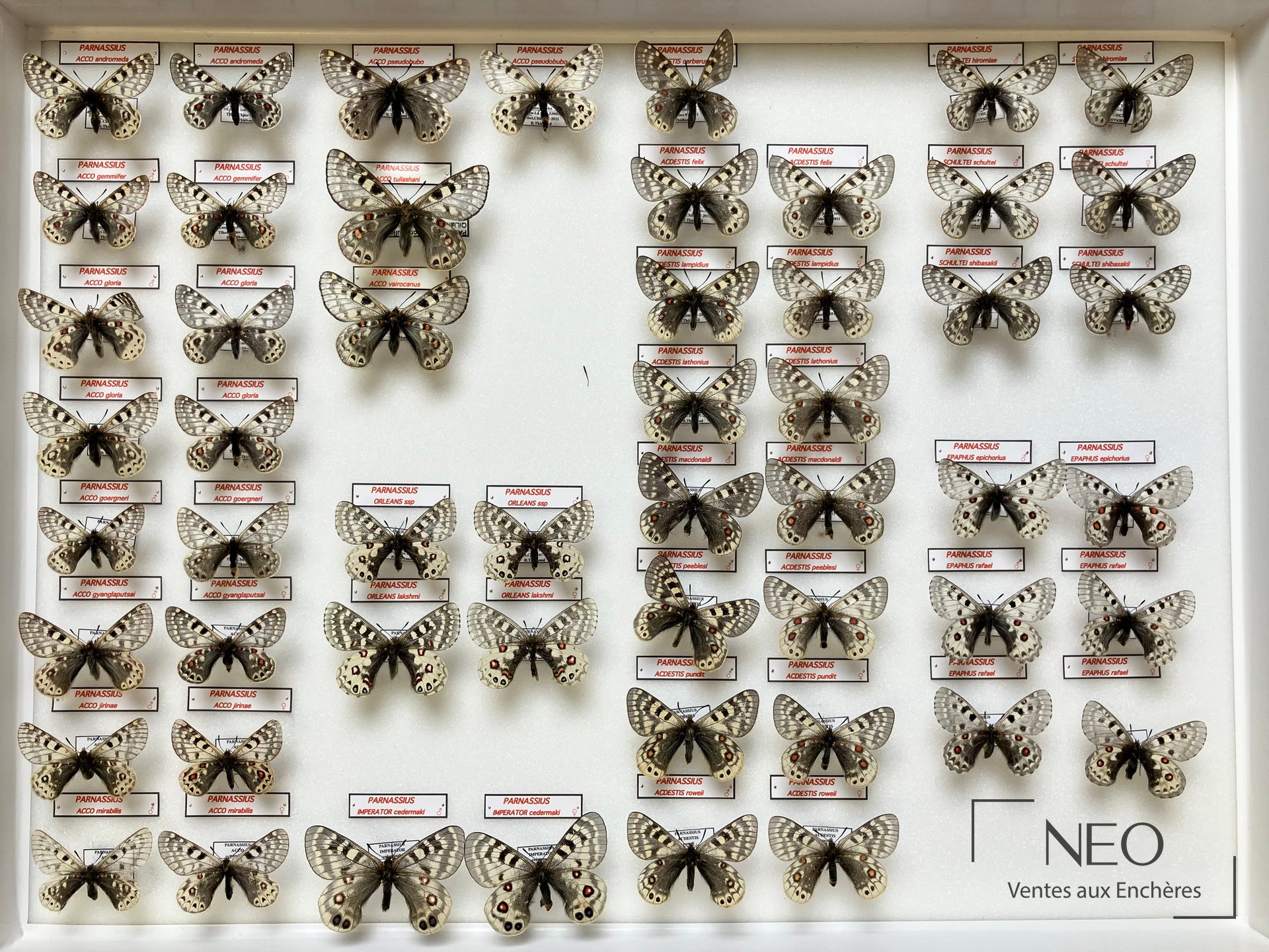 Parnassius imperator cedermaki et autres papillons, deux boîtes 52 x 39 cm