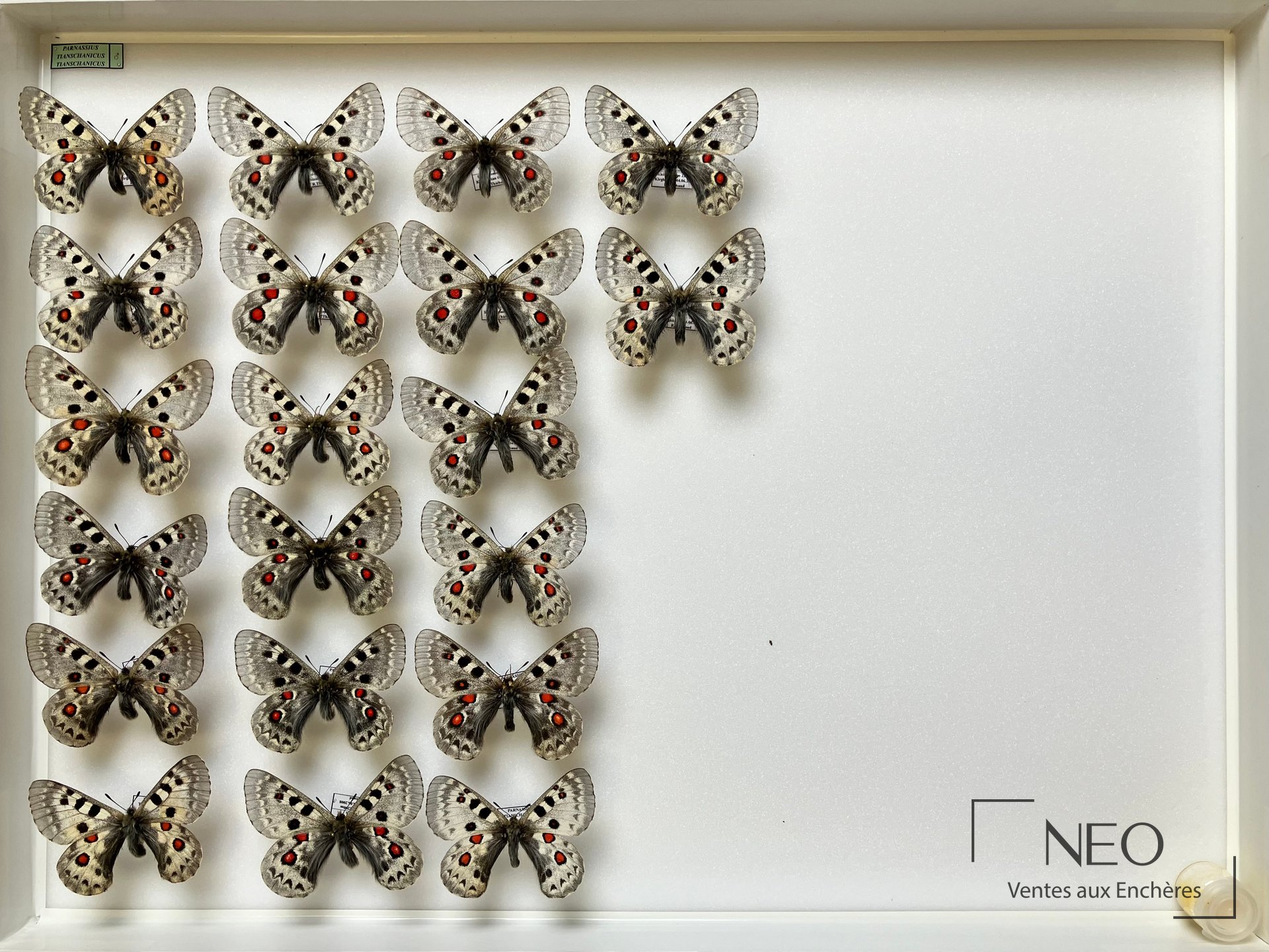 Parnassius tianschanicus et tianshanicus, trois boites d’entomologie