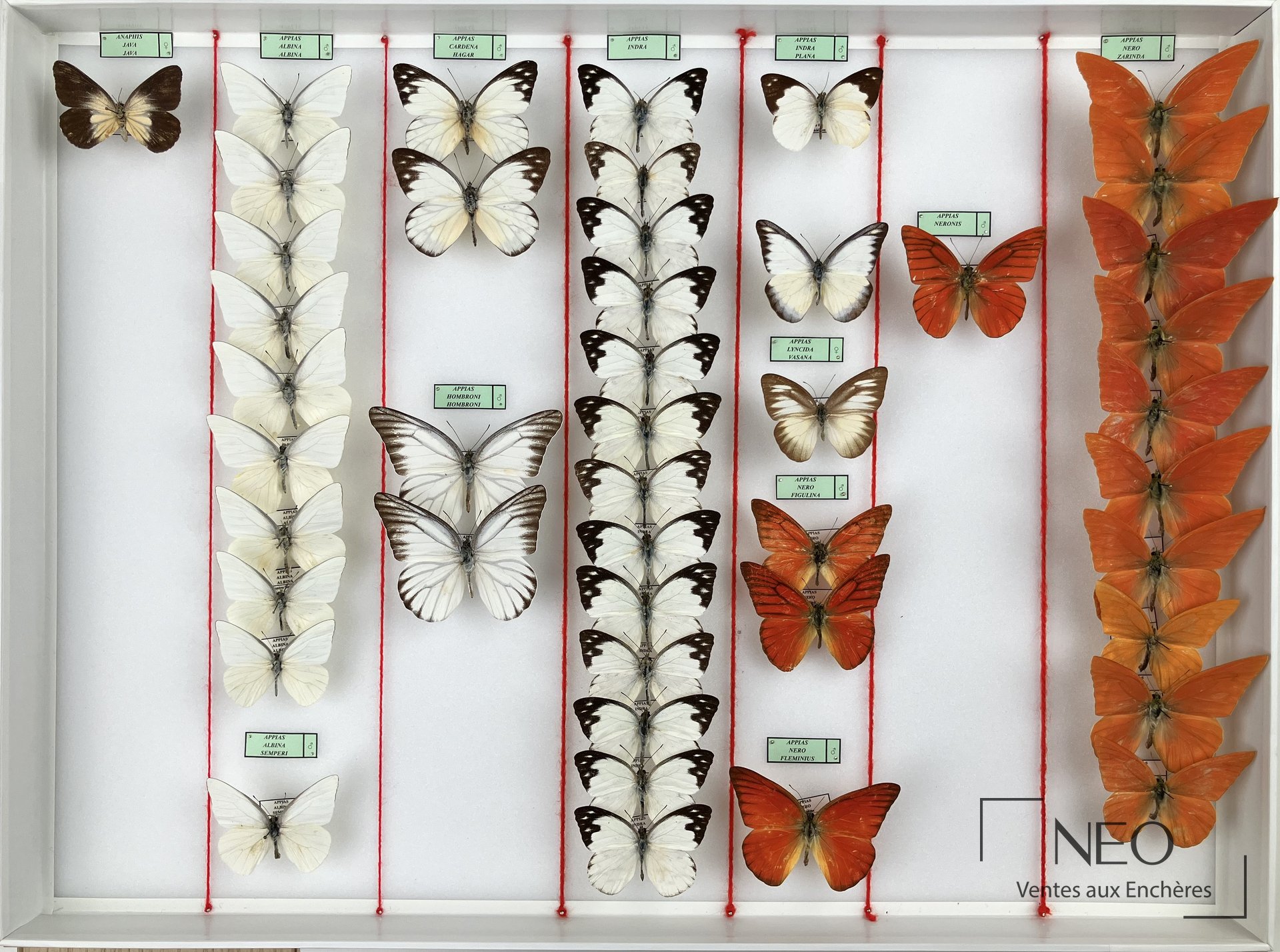 Pieridae asiatiques Delias anjae et autres espèces, cinq boîtes entomologiques