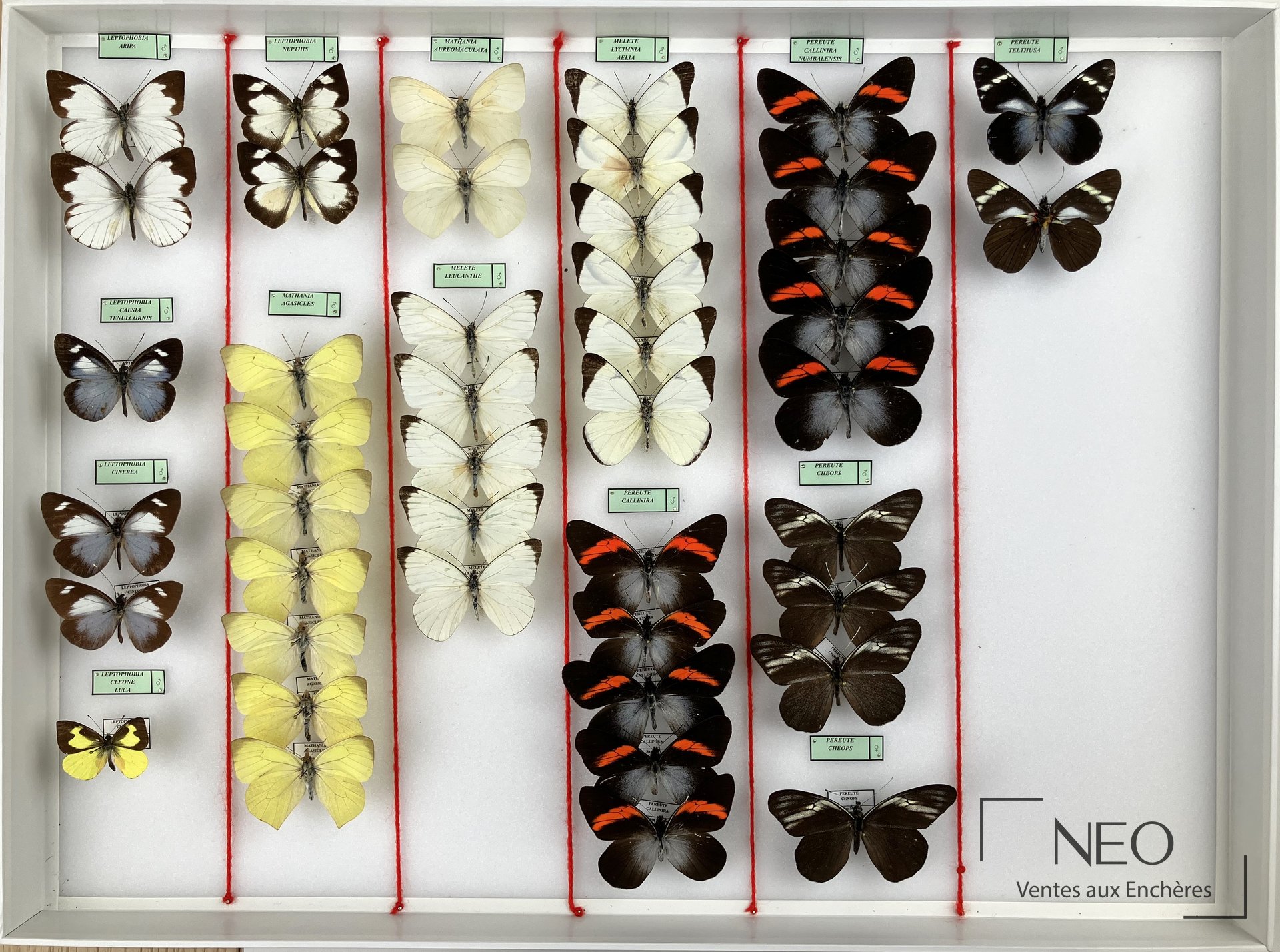 Pieridae neotropicaux, cinq boîtes entomologiques, expert Olivier Boilly