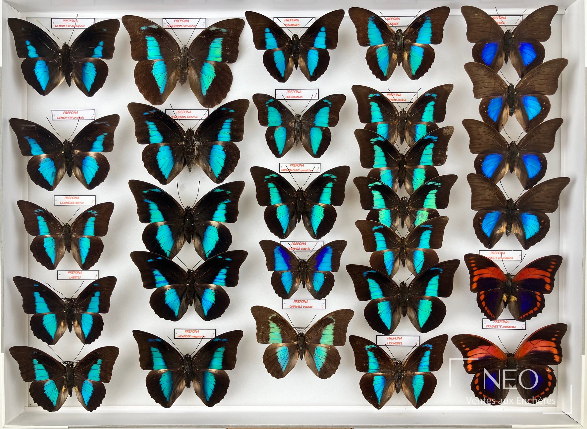 Prepona praeneste praeneste, boîte entomologique