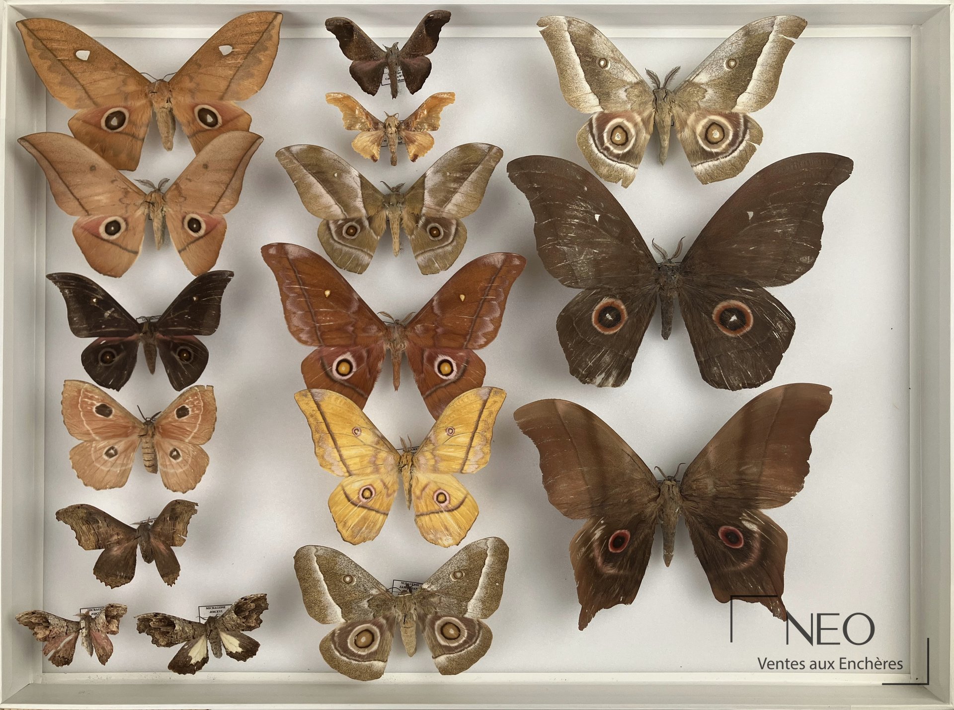 Saturniidae africains divers, trois boites, expert Olivier Boilly