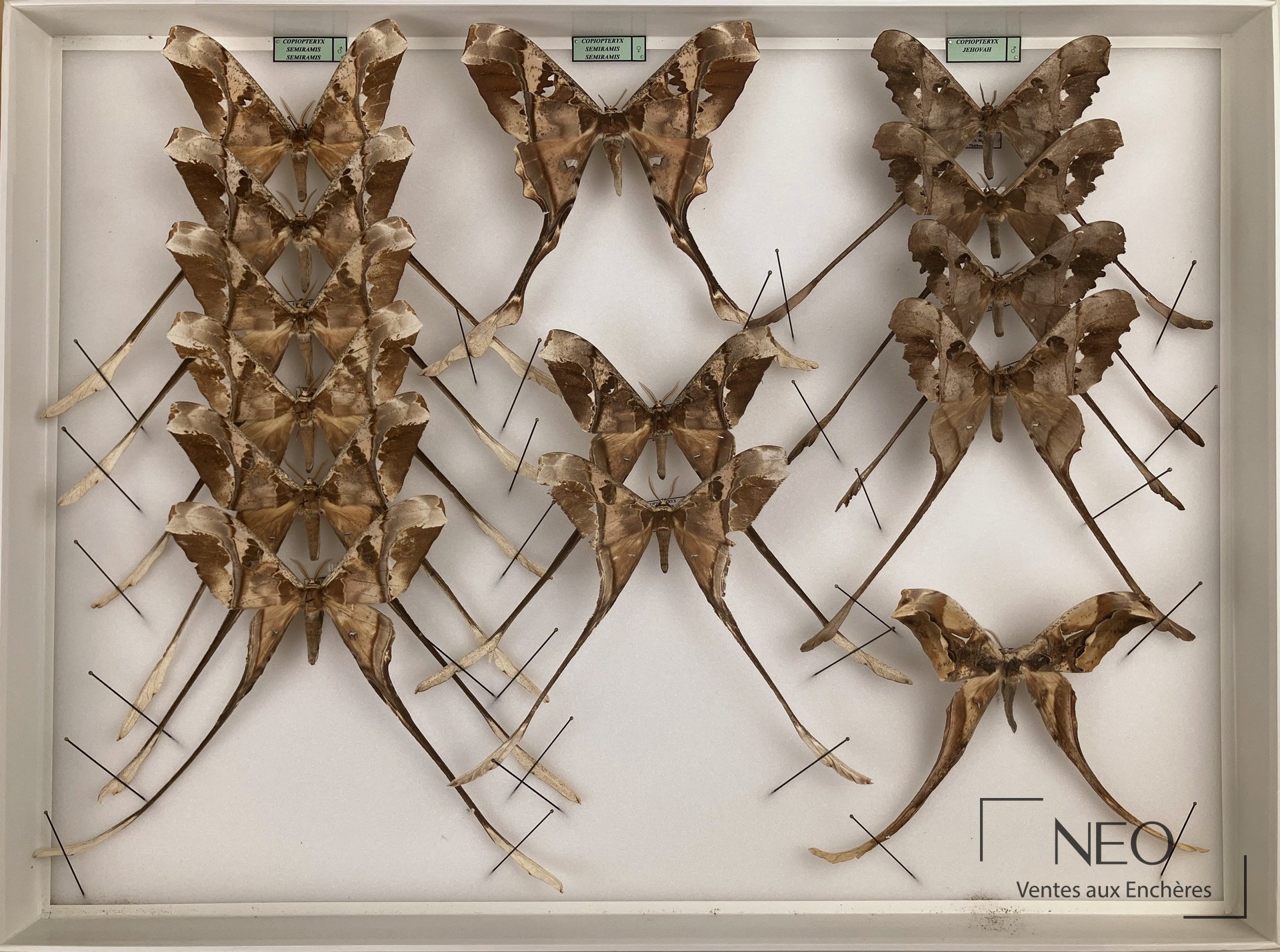 Saturniidae néotropicaux divers, 5 boîtes de lépidoptères naturalisés
