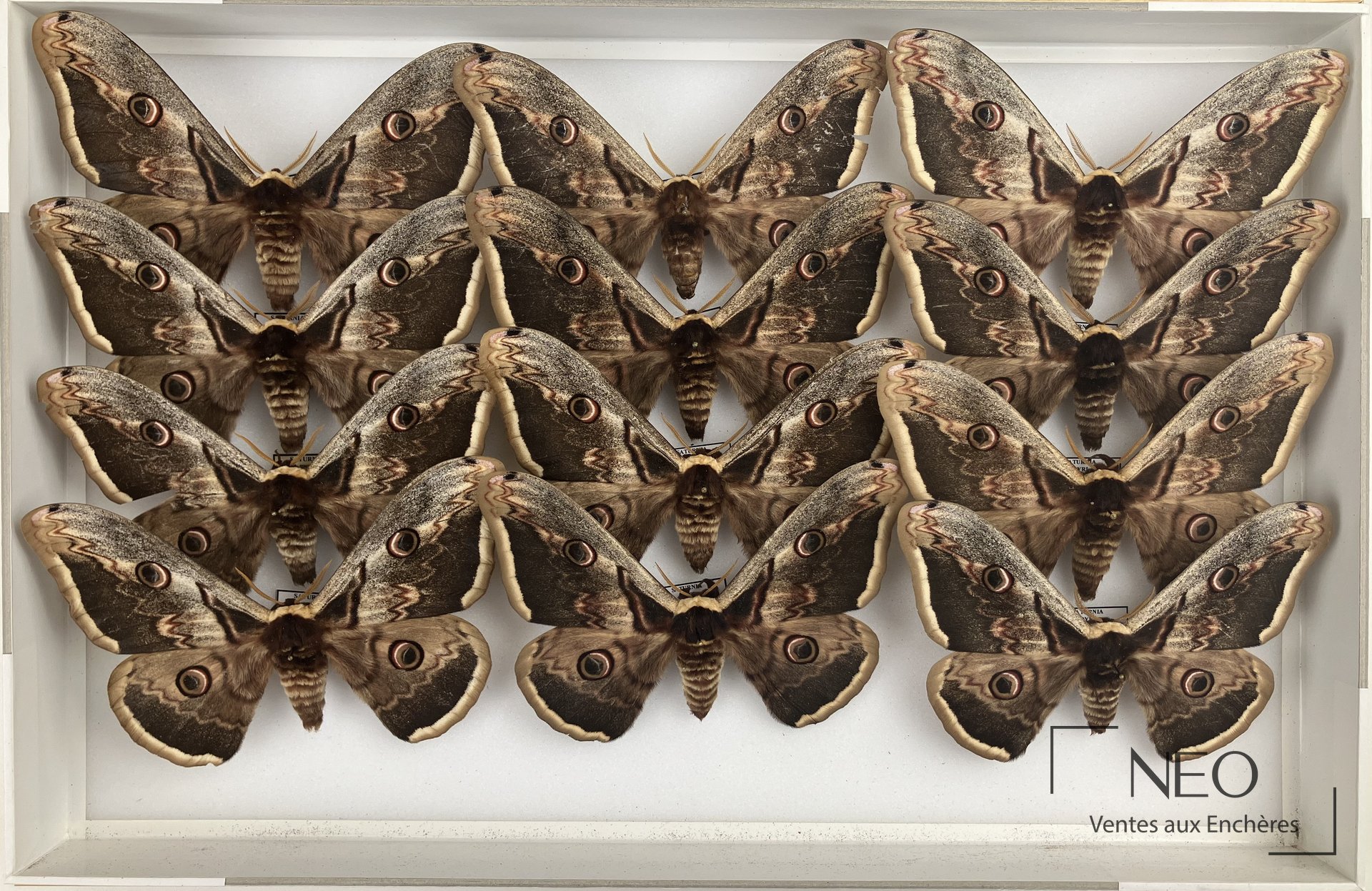 Saturniidae paléarctiques divers, cinq boîtes d’entomologie