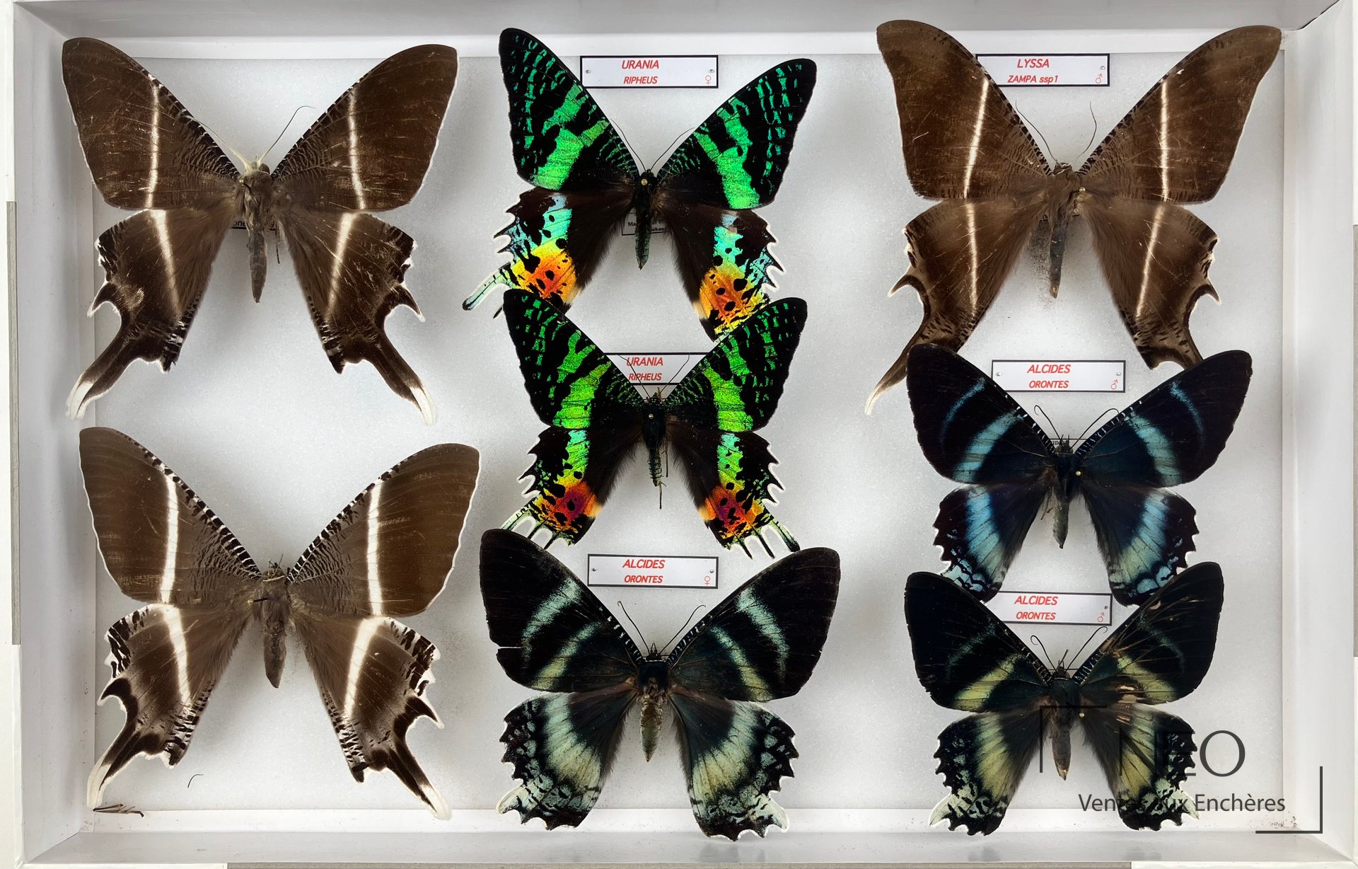 Uranidae, quelques spécimens parasités, deux boîtes 39 x 26