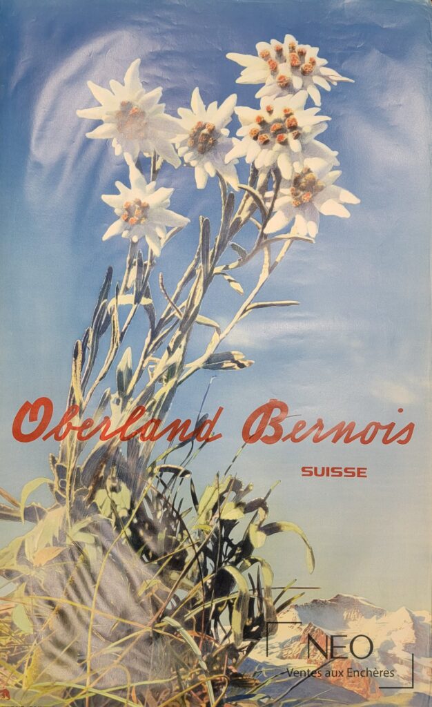 Affiche touristique en couleurs représentant des edelweiss sur fond de montagnes