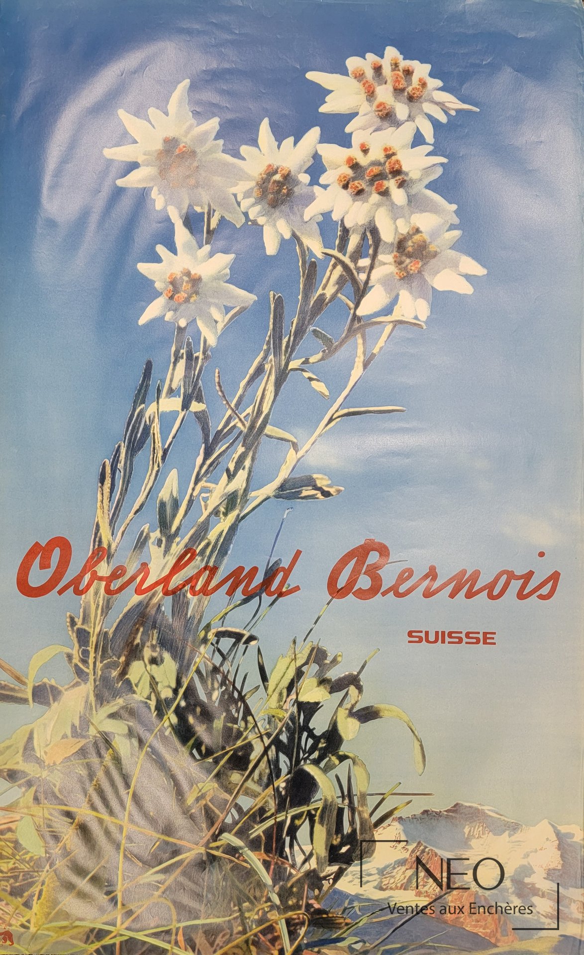 Affiche de montagne suisse en couleurs avec fleurs blanches sur fond bleu et titre Oberland Bernois