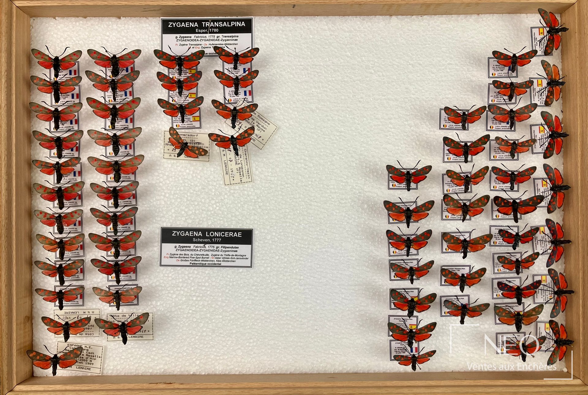Zygaenidae divers, trois boîtes entomologiques
